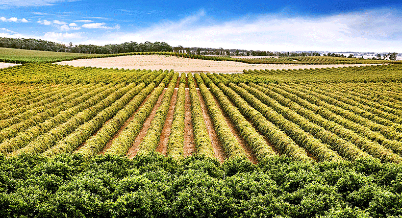 Deaking Estate Vineyards